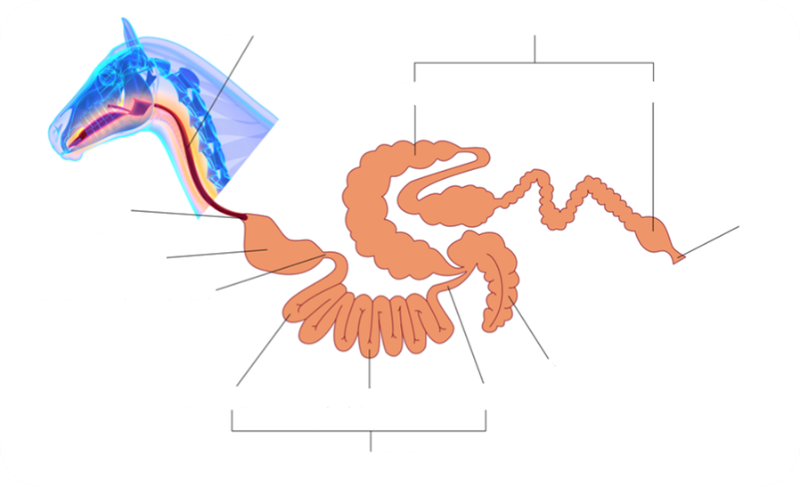 A diagram of the Equine Skeletal system.
1. Topmost Section: A short, muscular food where food enters after being swallowed, connecting the mouth to the next chamber.
2. First Large Chamber: This region is where the breakdown of food begins.
3. Muscular, sac-like organ in the digestive system that store and breaks down food.
4. Ring of muscle located at the junction of the esophagus and stomach that controls the passage of food into the stomach and prevents backflow.
5. Narrow, Looped Section: A long, coiled structure responsible for absorbing most nutrients from digested food. There are three sections.
6. Rounded Sac-Like Structure: Functions as a transition zone and fermentation chamber between the small and large portions of the digestive system.
7. Segmented, Pouch-like Section: This area plays a major role in breaking down material through fermentation and water absorption.
8. Straight Section Toward Rear: Leads to the final chamber and is responsible for absorbing remaining water and compacting waste.
Final Opening Sections: The exit pathway for waste materials, involved in excretion.