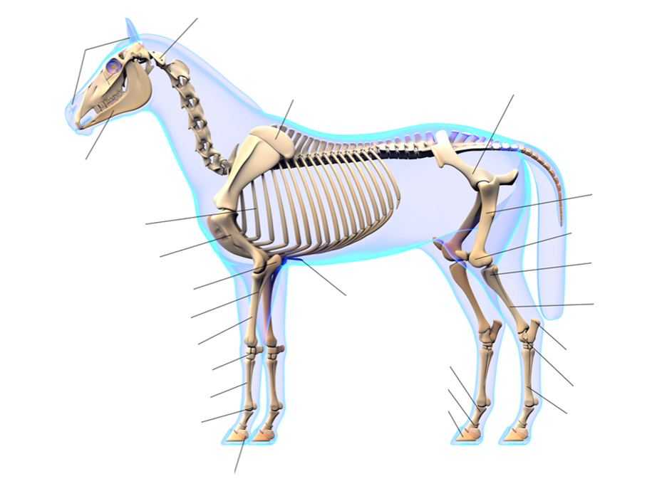A diagram of the Equine Skeletal System.
1. Head Bone: Forms the structure of the skull, housing the brain and sensory organs.
2. Jaw Bone: connected to the skull.
3. Neck Segment: Series of small, stacked bones supporting the head, C1.
4. Cage-Like Bones: Curves bones that encase the chest cavity.
5. Front Chest Bone: A flat bone where the ribs attach.
6. Shoulder Blade Area: A broad, flat bone connecting the upper limb to the torso.
7. Long bone of the upper forelimb that connects the shoulder to the elbow, supporting movement and muscle attachment.
8. Elbow: Elbow bone, or funny bone.
9. Middle ForeLimb Front: Long, weight-bearing bone extends from the elbow region.
10. Middle ForeLimb Back: This thinner or partially fused bone lines alongside the main forelimb bone.
11. Cluster Bones: This cluster of small cube-shaped bones that join the forelimb and lower leg.
12. Elongated Bones: Lies below the knee joint in the forelimb and supports the weight of the animal, connects the joint above to the bones of the lower limb and hoof.
13. Sesame-Seed Like Bones: One located above the hoof and below, next to the hoof.
14. Basin-Shaped Bone: Forms the foundation of the hindquarters, connecting the spine to the hind limbs and supports the weight of the body.
15. Large Hind Leg Bone: Bone that extends from the hip to the stifle joint and serves as main support structure.
16. Knee Bone: Sits in front of the stifle joint and is a shield and aids in extension of the hind limb.
17. Two Long Bones: These two long bones of the hund limb extend from beneath the longest bone connected to the hip and the knee bone.
18. Hock Bone: forms the point of the hock in the back leg.
19. Small Bones: Complex joint in the hind limbs made of multiple small bones and functions similarly to the ankle.
20. Cannon Bone: connects the ankles to the toes and supports body weight.
21. Toe Segment 1 metatarsals/carpal bones and supports movement and balance.
22. Toe Segment 2: intermediate bone found between toe segment 1 and toe segment 3.
23. Toe Segment 3: small bone, like the tip of the finger and under toe segment 2.