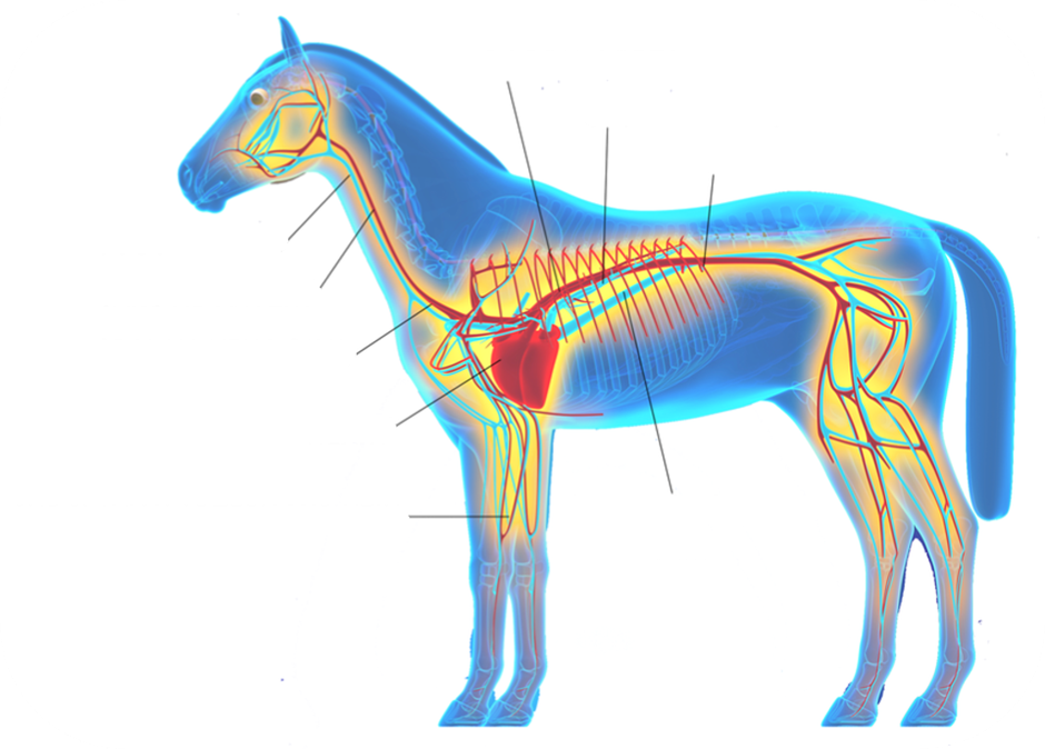 A diagram of the Equine Circulatory System.
1. Neck Vein: Carries deoxygenated blood from the head to the back of the heart.
2. Neck Artery: Supplies oxygen-rich blood from the heart, brain, neck, and face.
3. Head of the Heart: Large vein that RETURNS blood from the upper half of the body to the heart, entering the right atrium.
4. Muscular Organ in Chest: Rhythmically contracts to pump blood throughout the body, delivering oxygen and nutrients while removing waste products.
5. Major Blood Vessels in the Legs: Located beneath the collarbone that transports blood between the heart and upper limbs, one carries oxygenated blood away from the heart and the other returns deoxygenated blood back.
6. Major Artery on the back: Runs along the back of the body distributing oxygenated blood form the heart to the lower regions and organs.
7. Large Vein stemming from the side/top of the heart: carries deoxygenated blood from the lower parts of the body like the abdomen and hind limbs, back to the hearts right atrium.
8. Branches of the Aorta: delivers oxygen-rich blood to the stomach, intestines, and other digestive organs to support nutrient absorption and digestion.
9. Portal Vein: Carries nutrient rich blood from the GI organs and spleen to the liver.