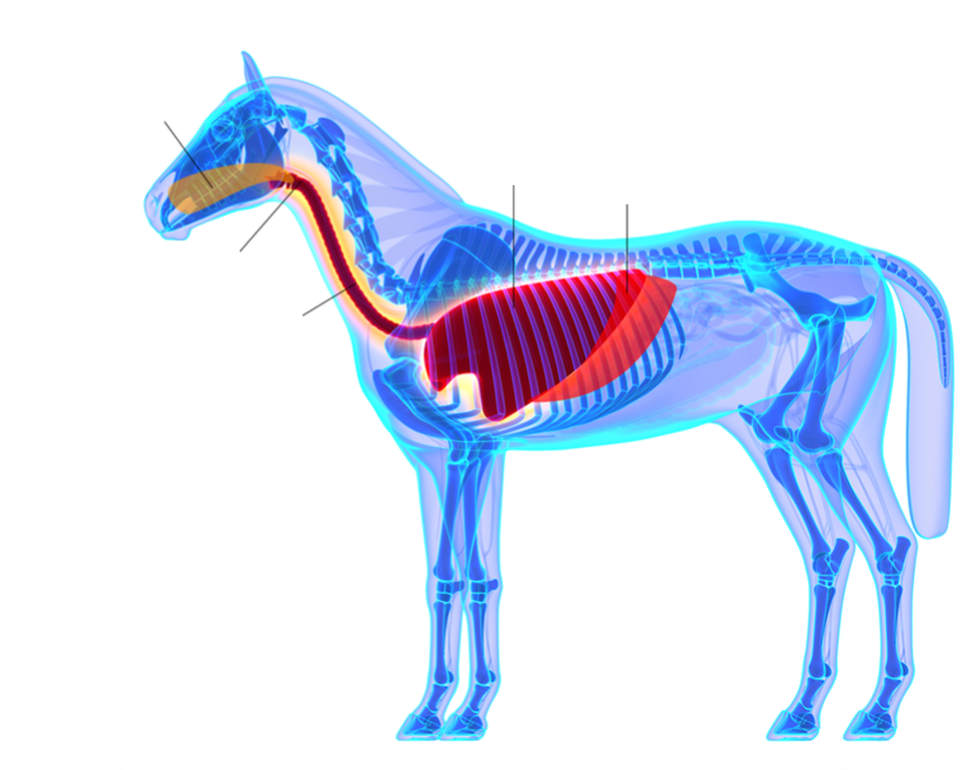 A diagram of the Equine Respiratory System.
1. Interconnected spaces in the head: filters, warms, and humidifies inhaled air.
2. Houses the vocal cords: functions in breathing, sound production, and protecting the airway when swallowing.
3. Cartilaginous tube: Extends from the larynx to the bronchi, kept open by rings along this tube to the lungs.
4. Paired, Spongy Organs: In the chest cavity where oxygen is absorbed into the bloodstream and Carbon dioxide is expelled during breathing.
5. Dome-shaped muscle: Located beneath the lungs that contracts and flattens during inhalation to help draw air into the lungs.