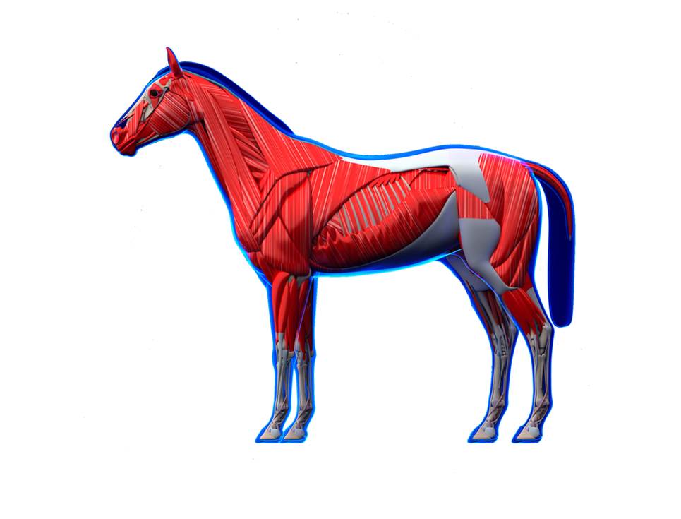 A diagram of the Equine Muscular System.
1. Muscle located in the neck region that connects the spine to the shoulder blade, helping to retract and elevate the scapula.
2. Broad, strap-like muscle located in the back of the neck that functions to extend, rotate, and laterally flex the head and neck.
3. Thick, rectangular muscle located in the jaw.
4. Paired muscle that extends from the sternum to the head.
5. Long, strap-like muscle that runs from the upper forelimb and clavicular area to the skull.
6. Thick, triangular muscle covering the shoulder joint.
7. Thin, superficial chest muscle located near the front of the thorax.
8. Long muscle that runs along the front of the radius and functions to extend and stabilize the writes during forelimb movement.
9. Forelimb muscle that runs along the front of the limb and extends digits and carpus.
10. Small, diagonal forelimb muscle that crosses the carpus and assists in extending and stabilizing the wrist joint.
11. Large, deep chest muscle located toward the rear of the sternum that functions to pull the limb backward.
12. Muscles located between the ribs.
13. Fan-shaped muscle located along the side of the thorax that helps support the trunk.
14. Large, flat muscle extending from the neck to the shoulder and back.
15. Large muscle on the back of the upper limb responsible for extending the elbow joint.
16. Broad, flat muscle located on the sides of the back.
17. Broad, flat muscle on the outer surface of the abdomen that aids in trunk rotation.
18. Muscle located on the lateral aspect of the thigh that helps extend the stifle, flex the hip, and tense the fascia lata to support limb movement.
19. Dense sheet of connective tissue that envelops the buttocks muscles, blending with surrounding layers.
20. Large muscle located on the back of the thigh that functions to extend the hip, stifle, and hock.
21. Long, posterior thigh muscle that assists in extending the hip and hock. Located near/on the tendon.
22. Slender muscle along the outer side of the limb that extends the digits.
23. Muscle located along the front of the hindlimb that extends the digits.