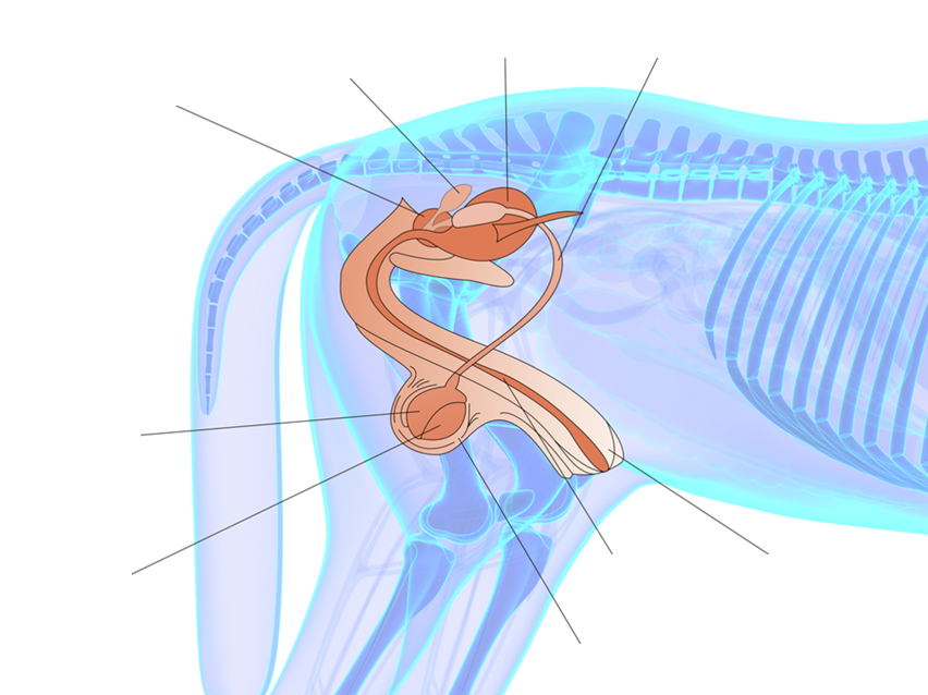 A diagram of the Equine Reproductive System, Male.
1. Small Gland located below the bladder in males that produces a fluid component of semen to nourish and protect sperm.
2. Coiled tube located on the back of the testis where sperm matures and stored before ejaculation.
3. Male reproductive organ housed in the scrotum that produces sperm and testosterone.
4. Accessory gland in the male reproductive system that secretes a fluid and other substances to nourish and transport sperm.
5. Houses urine before traveling out of the body.
6. Muscular tube that transports mature sperm from the epididymis to the urethra in preparation for ejaculation.
7. Skin layer that encases the testicles.
8. Tube that extends from the bladder and expels both urine and semen.
9. Sensitive, rounded tip of the penis that plays a key role in sexual stimulation and protects the end of the urethra.