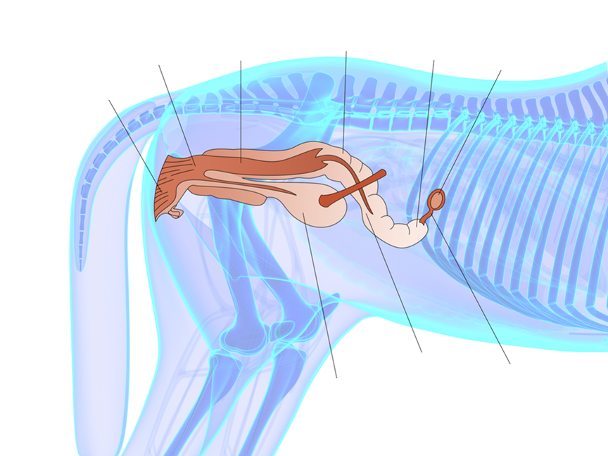 A diagram of the Equine Reproductive System, Female.
1. External part of the female genitalia that includes structures such as the labia, clitoris, and vaginal opening, serving protective and sensory functions.
2. Space within the vulva between the labia minora that contains the openings of the urethra and vagina.
3. Muscular, elastic canal that extends from the external genitalia to the uterus, serves as the passageway for sexual intercourse and childbirth.
4. Lower, narrow portion of the uterus that connects to the vagina and serves as a gateway for sperm and childbirth.
5. Paired structure, tube-like extensions at the upper corners of the uterus that connect to the oviducts and serve as site for embryo development.
6. Female reproductive organ that produces eggs and secretes hormones such as estrogen and progesterone.
7. Houses urine before traveling out of the body.
8. Central, muscular portion of the uterus where a fertilized egg can implant and develop during pregnancy.
9. Slender, tubular structure that connects the ovary to the uterus and serves as the site where fertilization typically occurs.