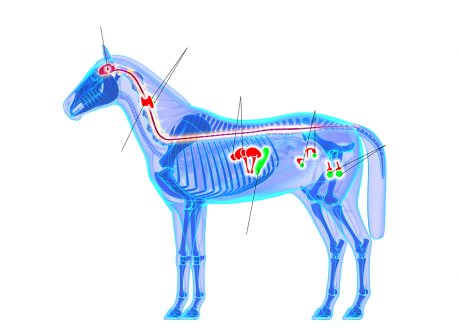 A diagram of the Equine Endocrine System.
1. Small, pea-sized gland located at the base of the brain that regulates numerous vital body functions by releasing hormones.
2. Gland located in the neck that produces hormones essential for regulating metabolism, growth, and development.
3. Small glands located on the back of the thyroid that regulates calcium and phosphorus levels in blood and bones.
4. Small, triangular-shaped glands located on top of each kidney that produces hormones involved in stress, metabolism, and bp regulation.
5. Gland located behind the stomach that functions in both digestion by releasing enzymes and produces insulin.
6. In females, it is a paired structure that produces eggs and secretes hormones.
7. In males, it is located in the scrotum that produces sperm and secretes testosterone.