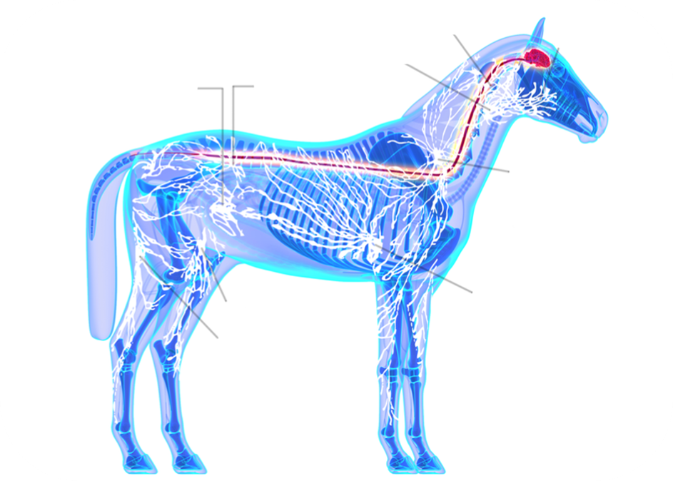 A diagram of the Equine Endocrine System.
1. An opening in the lower abdominal wall through which structures such as the spermatic cord in males or the round ligament in females pass.
2. Lymph node located along the iliac blood vessel that helps filter lymph fluid from the pelvis and lower limbs.
3. Lymph node located behind the knee that filters lymph from the lower leg and foot.
4. Lymph node located in the upper thigh near the femoral vein, responsible for filtering lymph from the lower limb and external genitalia.
5. Lymph node beneath the lower jaw that helps filter lymph from the face, mouth, and neck regions.
6. Lymph node located behind the pharynx that helps drain lymph from the nasal cavity, pharynx, and surrounding areas of the head and neck.
7. Group of lymph nodes located in the armpit region that drains lymph from the upper limbs, chest, and breast areas.
8. Lymph node located just in front of the shoulder blade and near the neck that helps filter lymph from the head, neck, and upper shoulder region.
9. Lymph node located along the facial vein that helps drain lymph from the skin and muscles of the face.