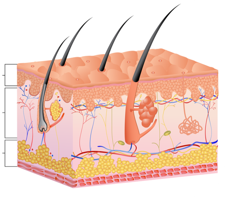 A diagram of the Equine Integumentary System.
1. Top and outermost layer of the skin that provides a protective barrier against environmental damage.
2. Middle layer and thick that contains blood vessels, nerves, hair follicles, and glands.
3. Bottom and deepest layer of the skin composed of fat and connective tissue that insulates the body and cushions internal organs.