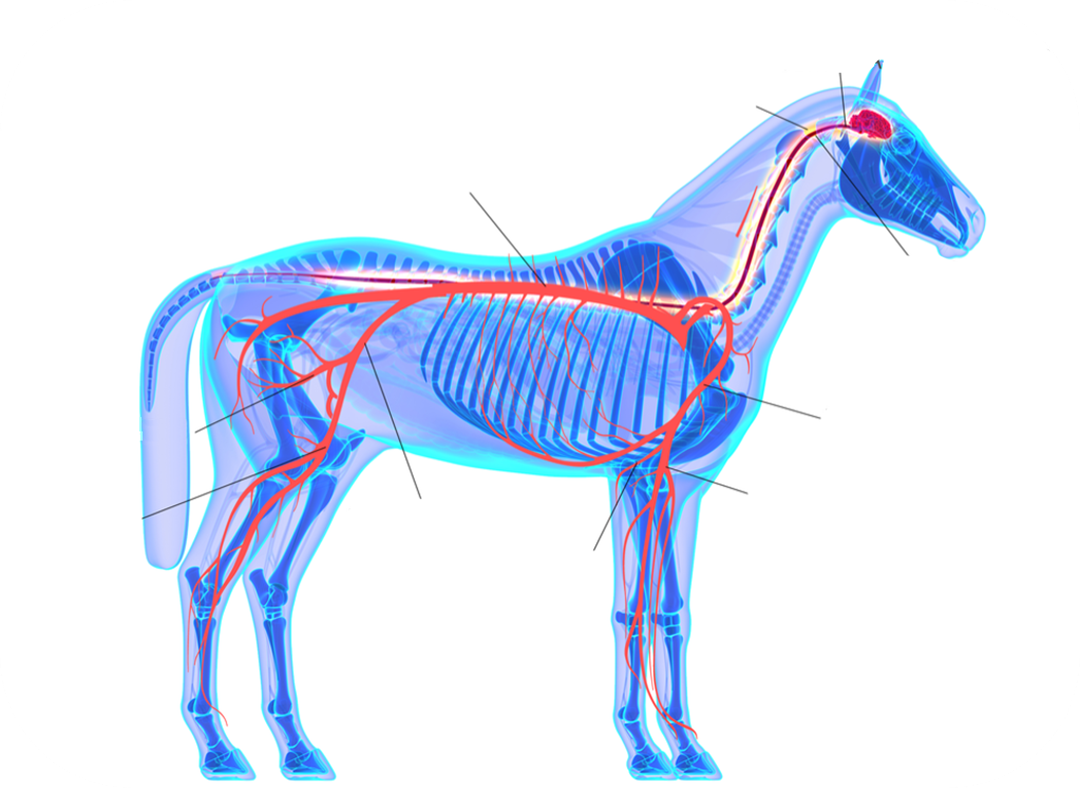 A diagram of the Equine Nervous System.
1. Largest nerve in the body that runs from the lower back through the buttocks and down the leg.
2. Nerve that is present on both the left and right side of the body.
3. Major nerve of the thigh that originates in the lower spine and controls muscles that help straighten the leg while also providing sensation to the front of the thigh and part of the lower leg.
4. Long, cylindrical structure made of nervous tissue that runs through the vertebral column, transmitting signals between the brain and rest of the body.
5. Nerve that runs along the inner side of the arm and elbow, supplying motor and sensory function to parts of the leg and hoof.
6. Major nerve originating from the brachial plexus that travels down the posterior arm to power the extensor muscles and convey sensation to the back of the upper limb and hand.
7. Nerve that runs down the center of the forelimb, providing motor and sensory intervention to parts of the forearm.
8. Lower part of the brain that connects to the spinal cord and controls vital functions.
9. Brain region located at the back of the skull that coordinates voluntary movements, balance, and posture.
10. Two symmetrical halves of the brain responsible for processing sensory information, controlling motor functions, and enabling higher cognitive abilities.