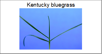 flashcard with the name and image of Kentucky bluegrass