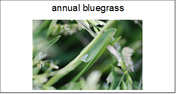 flashcard with the name and image of annual bluegrass