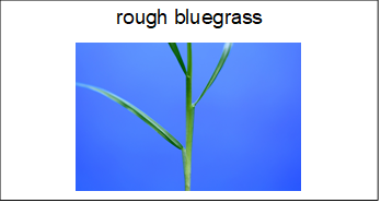 flashcard with the name and image of rough bluegrass