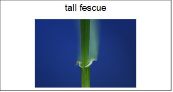 flashcard with the name and image of tall fescue