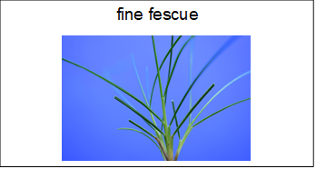 flashcard with the name and image of fine fescue