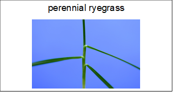 flashcard with the name and image of perennial ryegrass