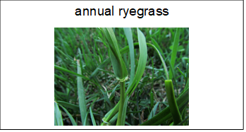 flashcard with the name and image of annual ryegrass