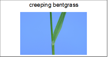 flashcard with the name and image of creeping bentgrass