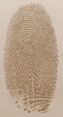 Fingerprint where ridges still go from one side of the finger to the other.