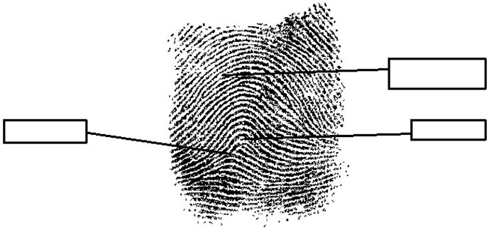 Image of a fingerprint impression with labels from top down including: when a pattern, when a fingerprint line goes to the end, short bifurcations of a longer ridge, single ridge that divides into two ridges