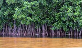 Trees located within a lake or stream with roots exposed above the ground which can take in oxygen