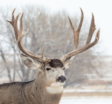 Game species mammal with antlers which fork forming a V shape, large ears with dark snout and tail is white with black tip.