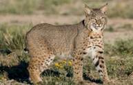 Mostly solitary, non-game mammal with spotted coat with ear tufts, short tail, flexible body and retractable claws. This carnivore is two to three times the size of a domestic cat.