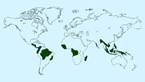 Habitat is home to dense lush vegetation, such as large evergreen trees, vines, ferns and mosses. Area is considered the most diverse habitat area in the world. The soil is nutrient poor and acidic because of the large amount of aluminum and iron oxide in the soil.