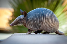 Non-game species mammal which has small eyes with poor eyesight, claws used for digging and the presence of body armor.