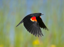 Aves class, non-game species bird which often has bright colored feathers consisting of red and yellow shoulder patches which contrast with black plumage. These birds are small to medium in size and are mostly migratory, perching birds.